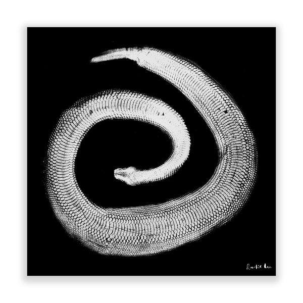 Python Gyotaku No. 02 (White Black) by Rudie Lee